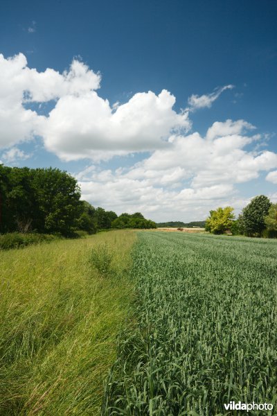 Botanisch beheerde akkerrand