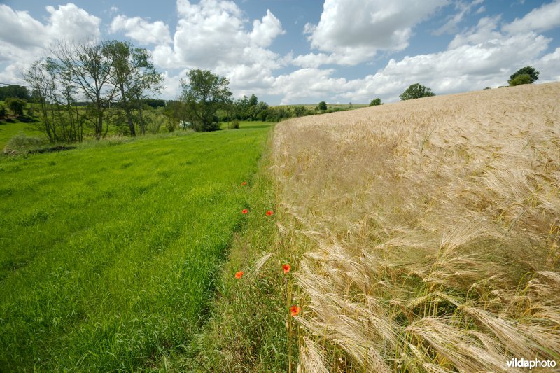 Grasbufferstrook tegen erosie