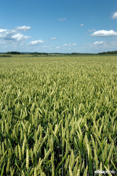 Graanveld
