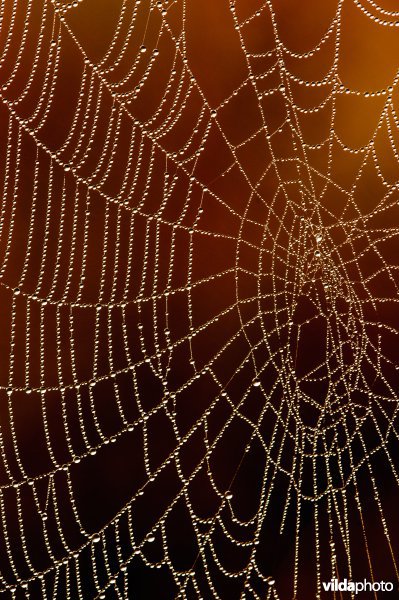 Spinnenweb tussen grashalmen