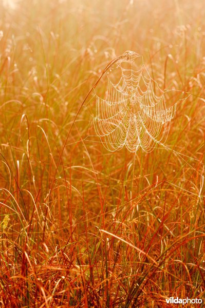 Spinnenweb tussen grashalmen