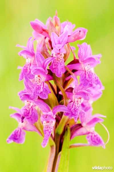 Brede orchis