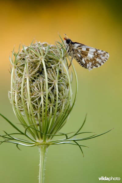 Bretons spikkeldikkopje