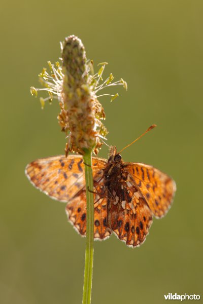 Akkerparelmoervlinder