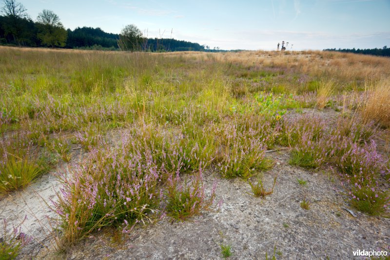 Ontwikkeling van droge heide op geplagd terrein