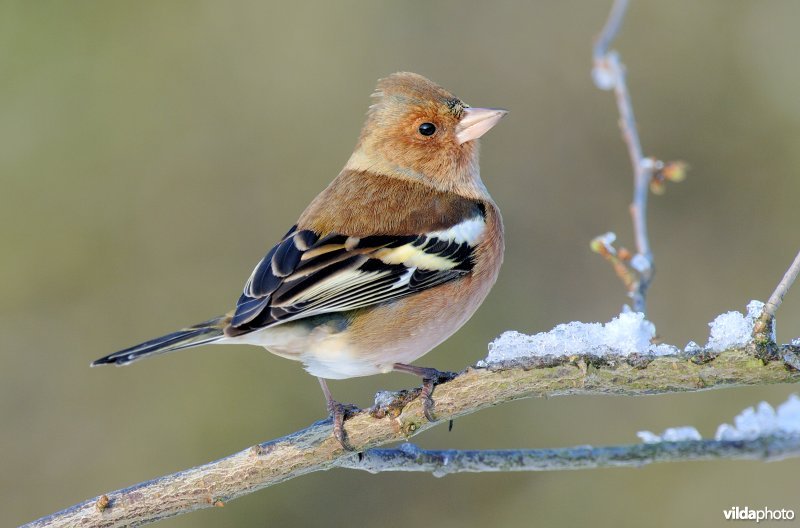 Vink in de sneeuw