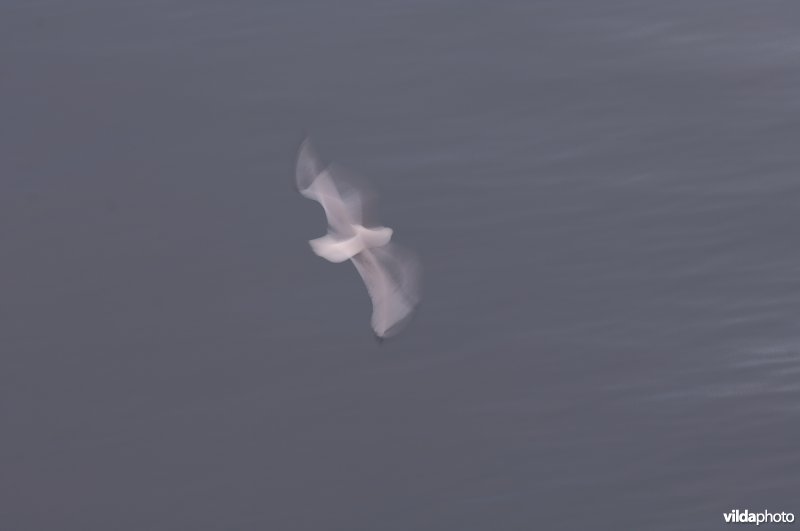 Vliegende Drieteenmeeuw