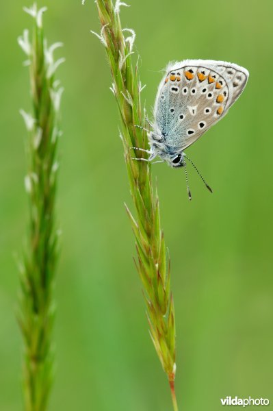 Icarusblauwtje