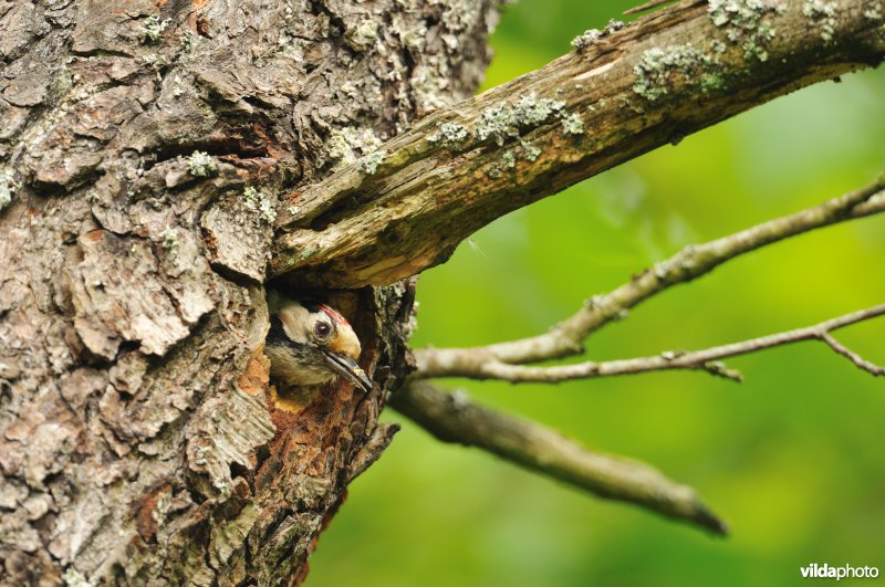 Mannetje Kleine bonte specht
