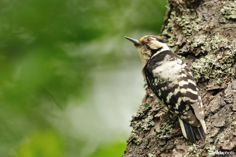 Mannetje Kleine bonte specht