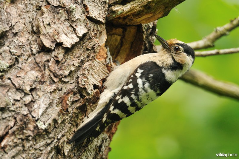 Vrouwtje Kleine bonte specht