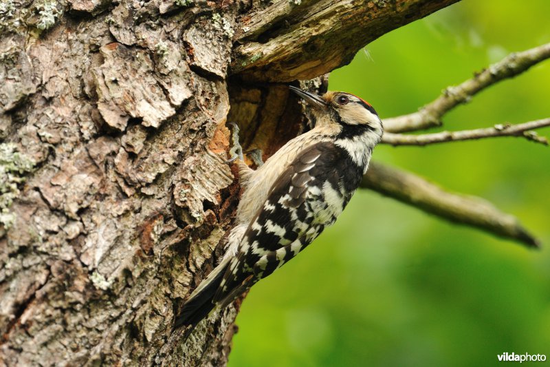 Mannetje Kleine bonte specht bij nesthol