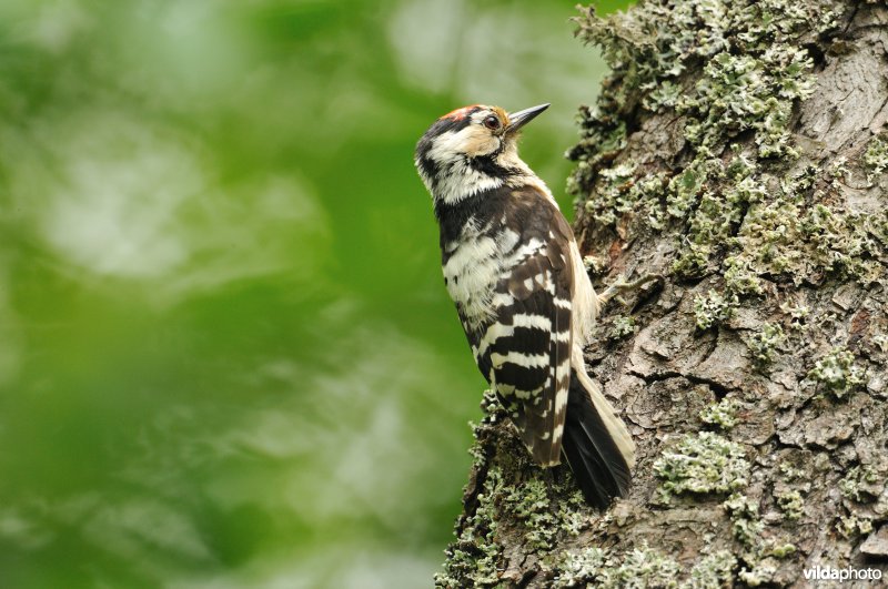 Mannetje Kleine bonte specht
