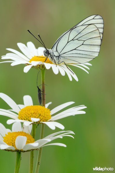 Groot geaderd witje op margrieten