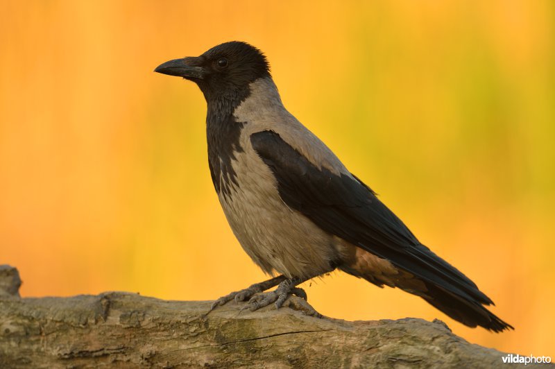 Bonte kraai in ochtendlicht