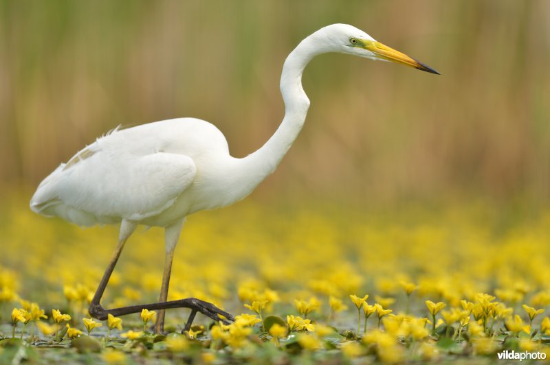 Jagende Grote zilverreiger tussen Watergentiaan