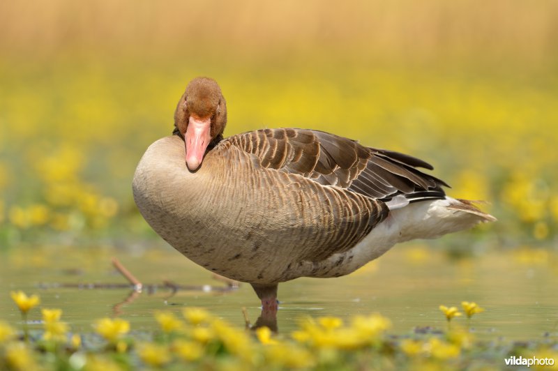 Grauwe gans