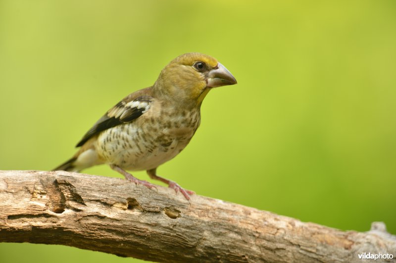 Appelvink