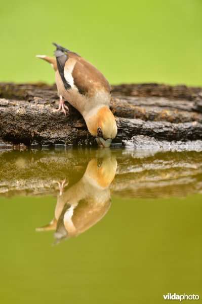 Appelvink