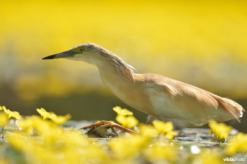 Jagende Ralreiger tussen Watergentiaan