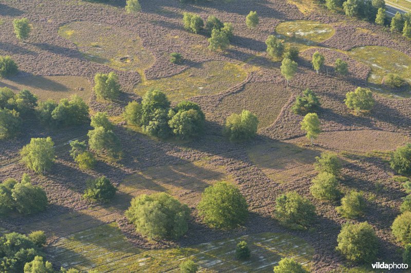 Tenhaagdoornheide