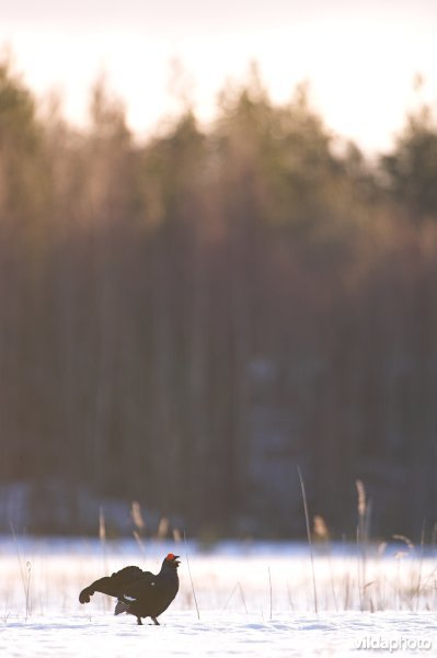 Baltsende Korhaan in de sneeuw