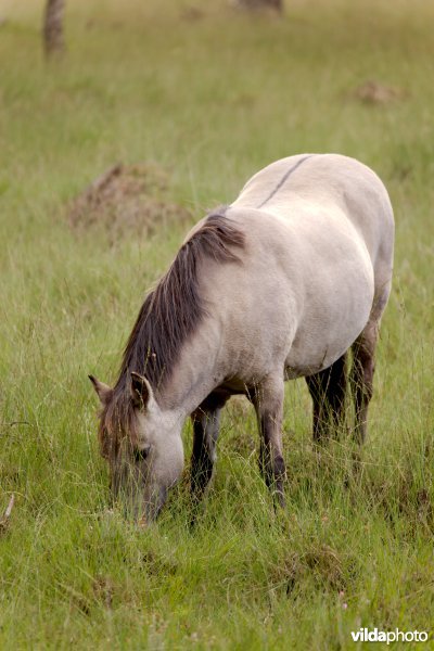 Begrazing door paarden