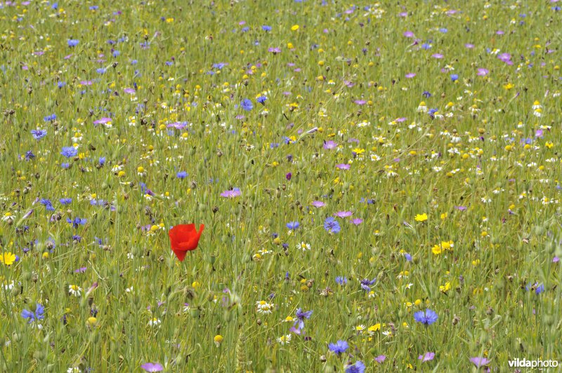 Akkerbloemen