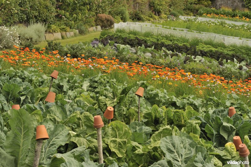 Inverewe gardens