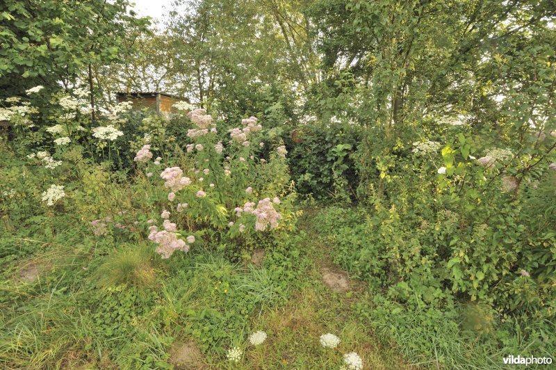 Ruigte in een natuurlijke tuin