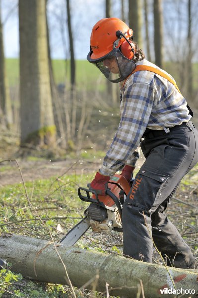 Werken met de kettingzaag