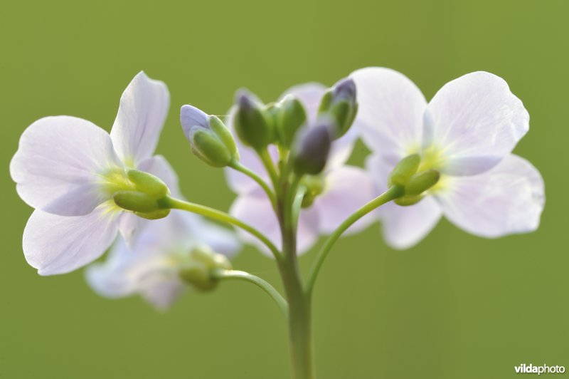 Pinksterbloemen