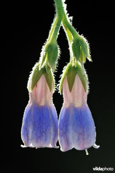Ruwe smeerwortel