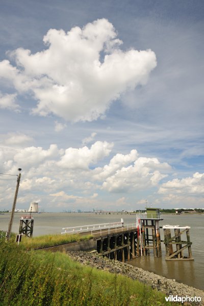 Schelde in Kallo - Liefkenshoek