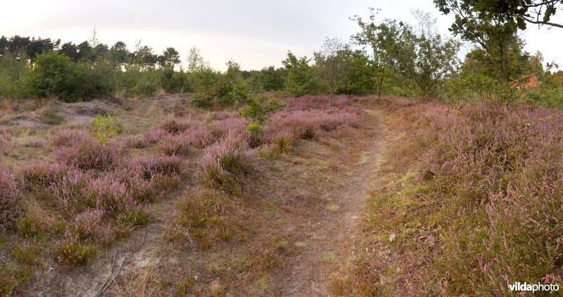 Droge heide