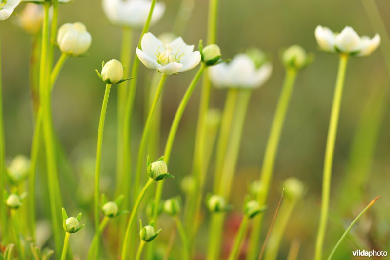 Parnassia