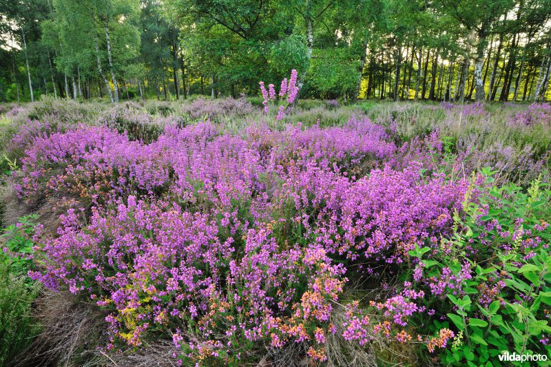 Rode dophei-reservaat