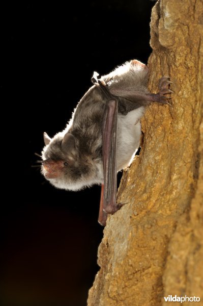 Capaccini's vleermuis gaat vertrekken