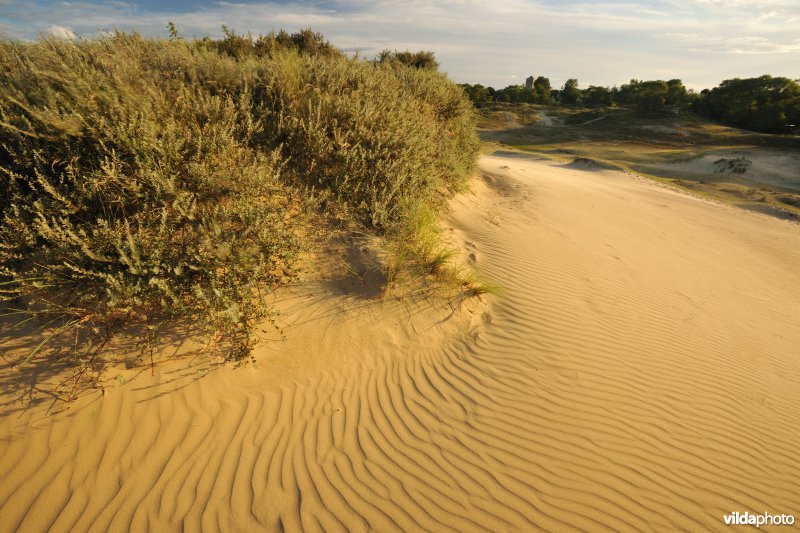 Plaatsduinen