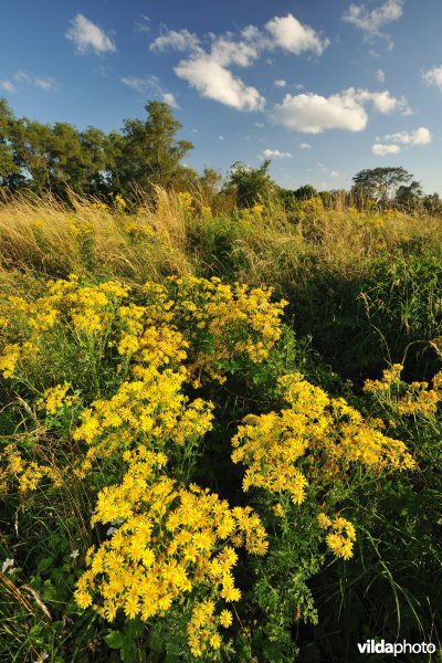 Hannecartduinen