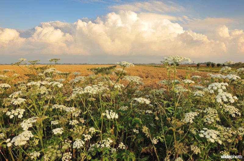 Polders rond Zevekote