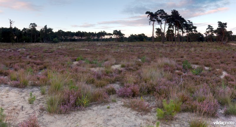 Droge heide op een recent geplagd perceel