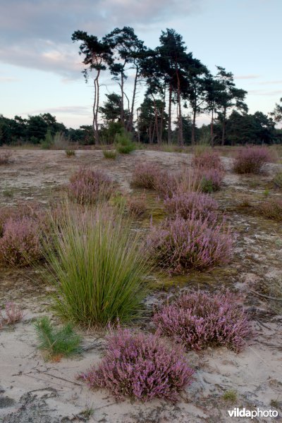 Droge heide op een recent geplagd perceel