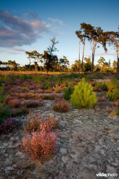 Droge heide op een recent geplagd perceel