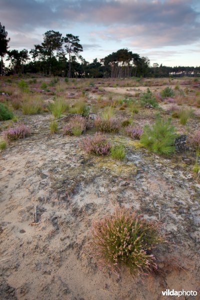 Droge heide op een recent geplagd perceel
