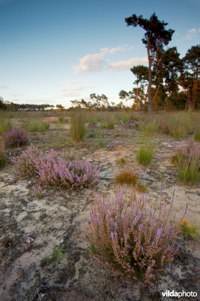 Droge heide op een recent geplagd perceel