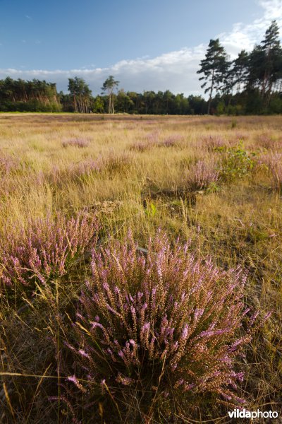 Droge heide op een recent geplagd perceel