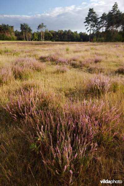 Droge heide op een recent geplagd perceel