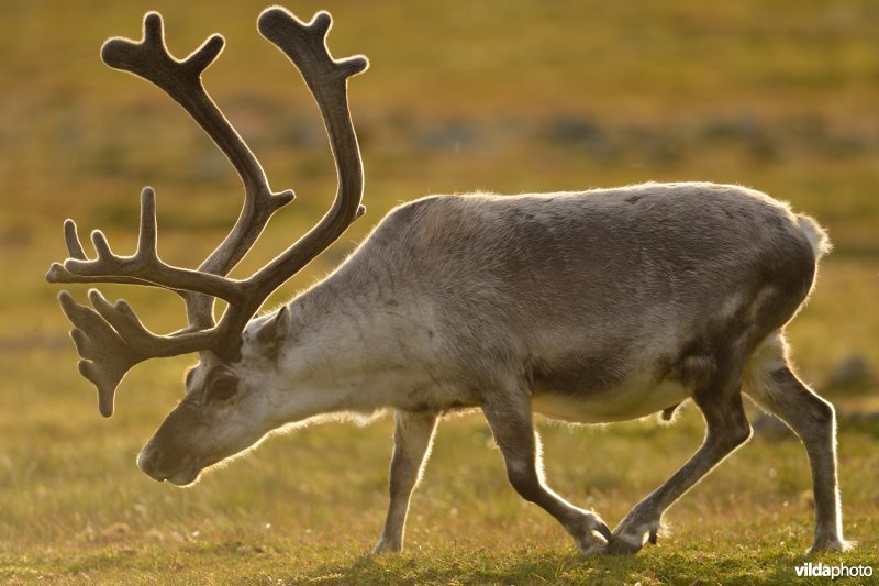 Rendier in Spitsbergen