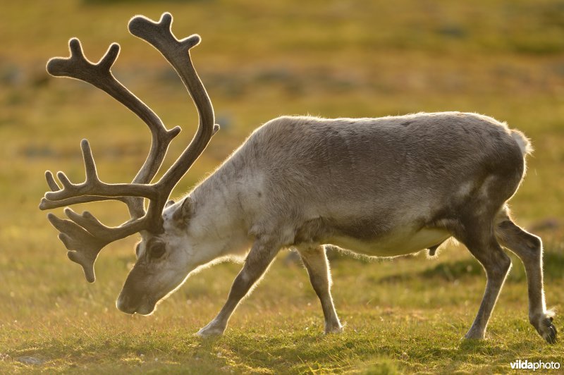 Rendier in Spitsbergen